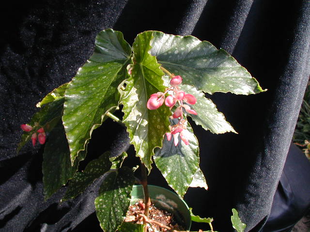 B. ‘Miss Heather’